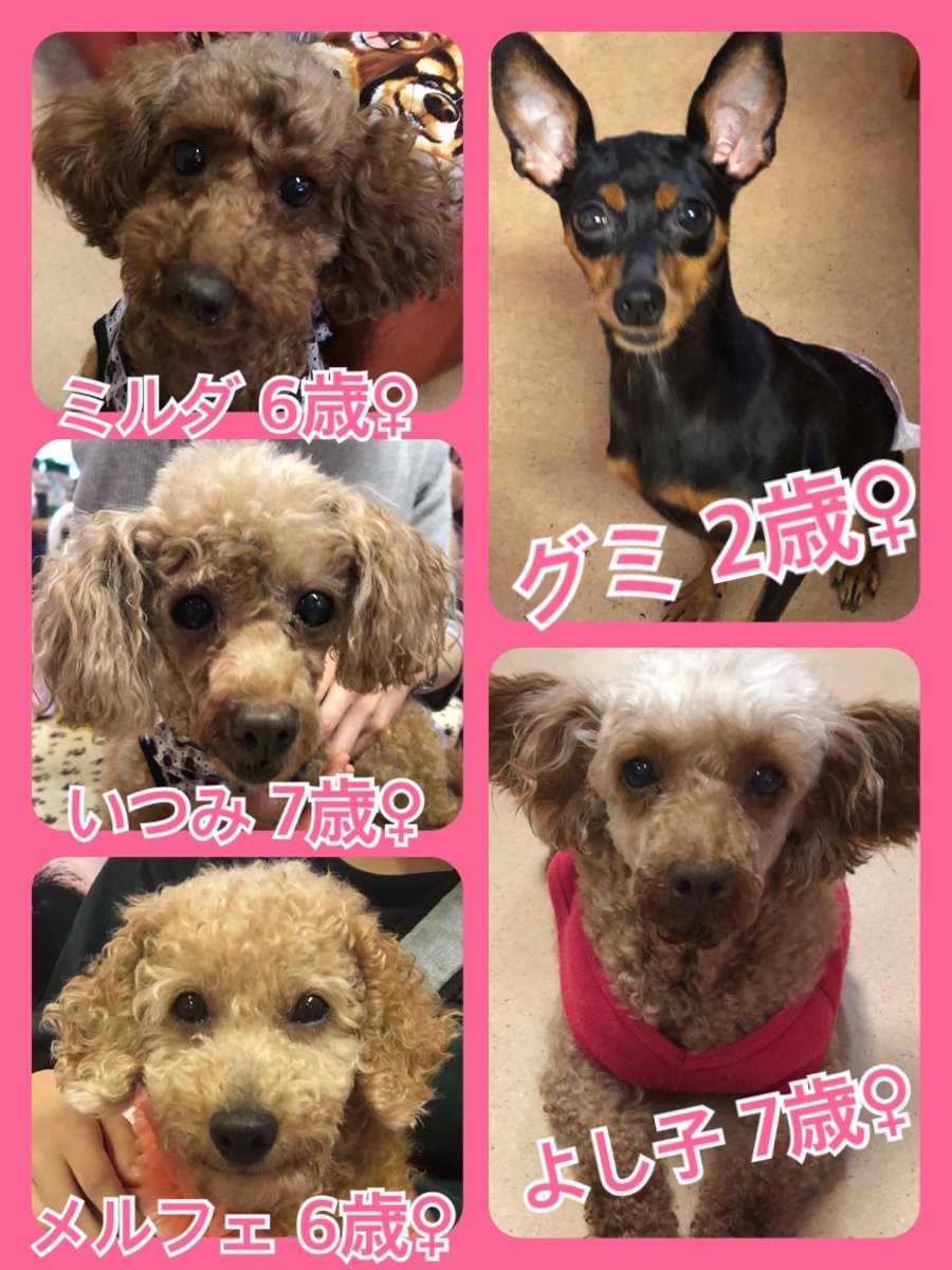 🐾今日の里親様募集中ワンコ🐶メンバーです🐾2019,10,17